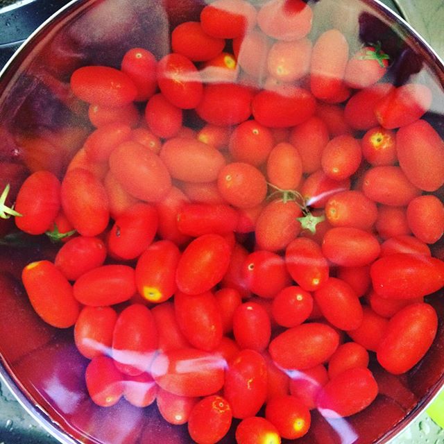 隣のおばちゃんからトマト500個くらいもらった。アイコの中でも甘い。愛情の味がする。