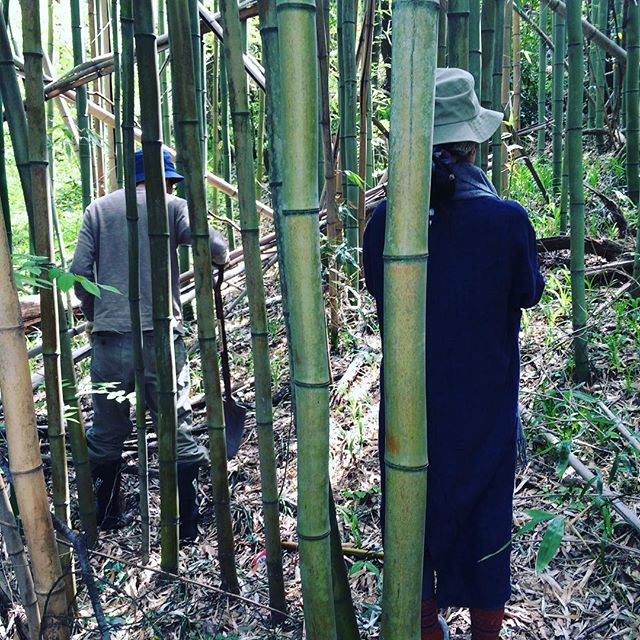 今朝はマスヤ夫婦と竹の子を見つけにでましたが#見つかりませんでした。しかし竹藪の中は気持ちが良いものだ。